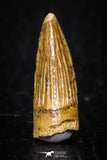 08177 - Well Preserved 0.79 Inch Spinosaurus Dinosaur Tooth Cretaceous