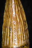 08177 - Well Preserved 0.79 Inch Spinosaurus Dinosaur Tooth Cretaceous