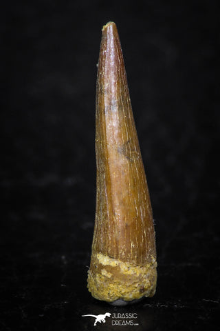 08178 - Well Preserved 0.94 Inch Spinosaurus Dinosaur Tooth Cretaceous