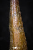 08178 - Well Preserved 0.94 Inch Spinosaurus Dinosaur Tooth Cretaceous