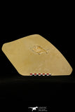 30155- Rare 3.65 Inch Undescribed Pycnodontiform Fish Fossil - Upper Cretaceous Morocco