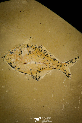 30155- Rare 3.65 Inch Undescribed Pycnodontiform Fish Fossil - Upper Cretaceous Morocco