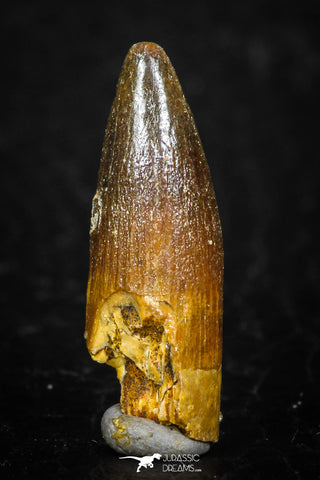 08179 - Well Preserved 0.96 Inch Spinosaurus Dinosaur Tooth Cretaceous