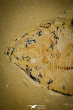 30155- Rare 3.65 Inch Undescribed Pycnodontiform Fish Fossil - Upper Cretaceous Morocco