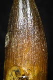 08179 - Well Preserved 0.96 Inch Spinosaurus Dinosaur Tooth Cretaceous