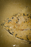 30155- Rare 3.65 Inch Undescribed Pycnodontiform Fish Fossil - Upper Cretaceous Morocco