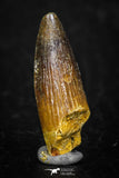 08179 - Well Preserved 0.96 Inch Spinosaurus Dinosaur Tooth Cretaceous