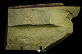 21121 - Museum Grade Bavarilla zemmourensis with Preserved Antennae Lower Ordovician Trilobite