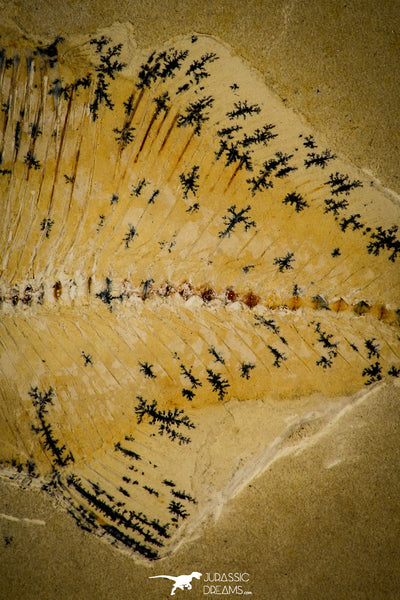 Rare 3.65 Inch Undescribed Pycnodontiform Fish Fossil - Upper ...