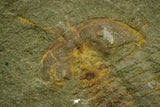 21121 - Museum Grade Bavarilla zemmourensis with Preserved Antennae Lower Ordovician Trilobite