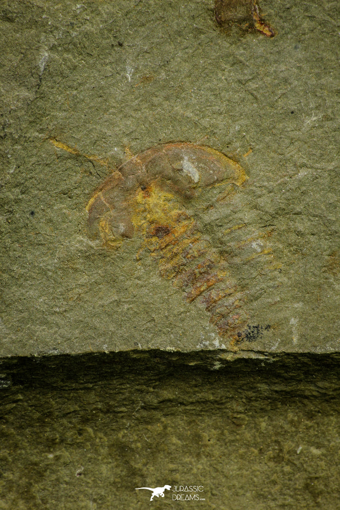 21121 - Museum Grade Bavarilla zemmourensis with Preserved Antennae Lower Ordovician Trilobite