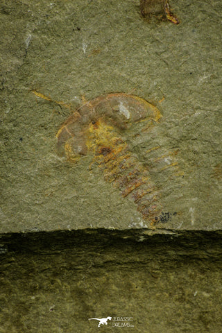21121 - Museum Grade Bavarilla zemmourensis with Preserved Antennae Lower Ordovician Trilobite