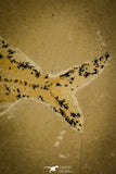 30155- Rare 3.65 Inch Undescribed Pycnodontiform Fish Fossil - Upper Cretaceous Morocco