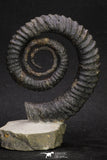 20054 - Premium Grade 4.33 Inch Anetoceras sp Devonian Ammonite "Free Standing Preparation"