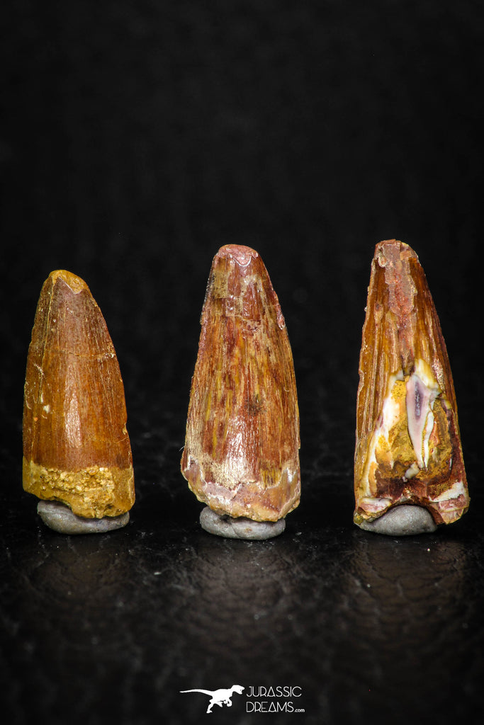 08180 - Great Collection of 3 Spinosaurus Dinosaur Teeth Cretaceous KemKem Beds