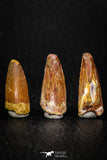 08180 - Great Collection of 3 Spinosaurus Dinosaur Teeth Cretaceous KemKem Beds