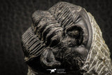 07153 - Superb Bug Eyed 1.76 Inch Coltraneia effelesa Middle Devonian Trilobite