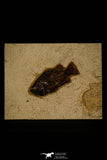 30156- Superb 4.20 Inch Cockerellites (Priscacara) liops Fossil Fish - Eocene Wyoming