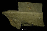 21121 - Museum Grade Bavarilla zemmourensis with Preserved Antennae Lower Ordovician Trilobite