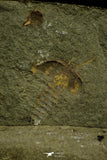 21121 - Museum Grade Bavarilla zemmourensis with Preserved Antennae Lower Ordovician Trilobite