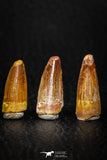 08180 - Great Collection of 3 Spinosaurus Dinosaur Teeth Cretaceous KemKem Beds