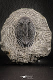 07154 - Nicely Preserved 2.60 Inch Hollardops merocristata Middle Devonian Trilobite