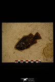 30156- Superb 4.20 Inch Cockerellites (Priscacara) liops Fossil Fish - Eocene Wyoming