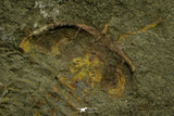 21121 - Museum Grade Bavarilla zemmourensis with Preserved Antennae Lower Ordovician Trilobite