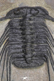 20055 - Beautiful 3.51 Inch Selenopeltis macrophtalma Upper Ordovician Trilobite