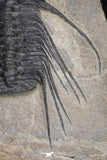 20055 - Beautiful 3.51 Inch Selenopeltis macrophtalma Upper Ordovician Trilobite