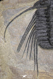 20055 - Beautiful 3.51 Inch Selenopeltis macrophtalma Upper Ordovician Trilobite