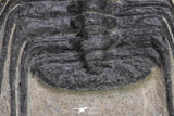 20055 - Beautiful 3.51 Inch Selenopeltis macrophtalma Upper Ordovician Trilobite