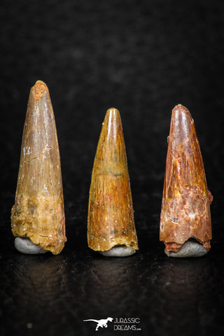 08181 - Great Collection of 3 Spinosaurus Dinosaur Teeth Cretaceous KemKem Beds