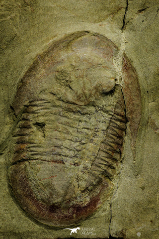 21122 - Colorful Asaphellus fezouatensis Lower Ordovician Trilobite Fezouata Fm