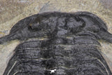 20055 - Beautiful 3.51 Inch Selenopeltis macrophtalma Upper Ordovician Trilobite