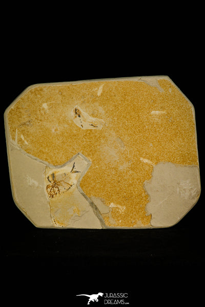 Rare 1.68 Inch Undescribed Pycnodontiform Fish Fossil - Upper ...