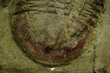 21122 - Colorful Asaphellus fezouatensis Lower Ordovician Trilobite Fezouata Fm