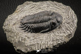 07154 - Nicely Preserved 2.60 Inch Hollardops merocristata Middle Devonian Trilobite