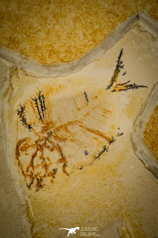 30157- Rare 1.68 Inch Undescribed Pycnodontiform Fish Fossil - Upper Cretaceous Morocco