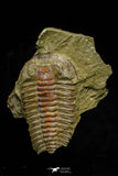 21123 - Museum Grade Euloma filacovi with Preserved Antennae Lower Ordovician Trilobite