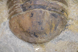20056 - Top Rare 3.70 Inch Parabarrandia aff. crassa Middle Ordovician Trilobite