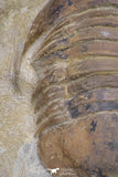 20056 - Top Rare 3.70 Inch Parabarrandia aff. crassa Middle Ordovician Trilobite