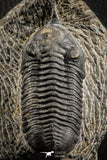 07155 - Rare 2.96 Inch Morocconites malladoides Middle Devonian Trilobite