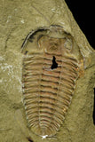 21123 - Museum Grade Euloma filacovi with Preserved Antennae Lower Ordovician Trilobite