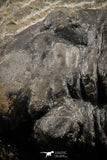 07155 - Rare 2.96 Inch Morocconites malladoides Middle Devonian Trilobite