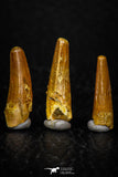 08182 - Great Collection of 3 Spinosaurus Dinosaur Teeth Cretaceous KemKem Beds