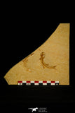 30158 - Beatiful Association of 2 Leptolepis sprattiformis Fossil Fishes - Jurassic Solnhofen