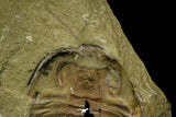 21123 - Museum Grade Euloma filacovi with Preserved Antennae Lower Ordovician Trilobite