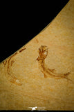 30158 - Beatiful Association of 2 Leptolepis sprattiformis Fossil Fishes - Jurassic Solnhofen
