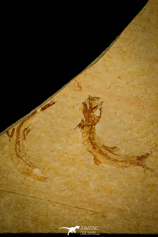 30158 - Beatiful Association of 2 Leptolepis sprattiformis Fossil Fishes - Jurassic Solnhofen